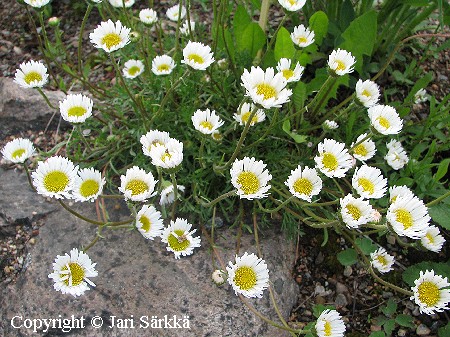  Erigeron compositus var.discoideus